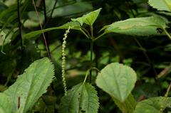 Image of Boehmeria macrophylla