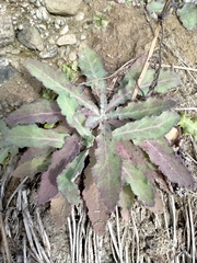 Sonchus kirkii