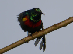 Cinnyris chloropygius