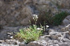 Moehringia bavarica