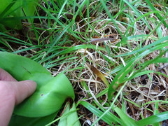 Luzula acuminata acuminata