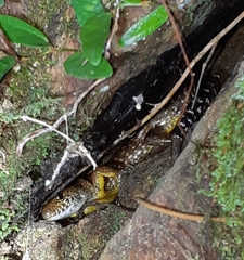 Sphenomorphus praesignis