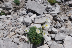 Papaver alpinum alpinum