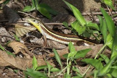 Gerrhosaurus flavigularis