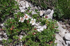 Potentilla clusiana