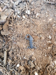 Uroplectes flavoviridis