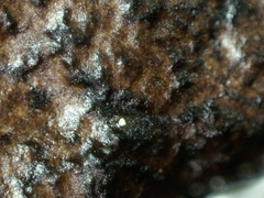 Tuckermanopsis platyphylla