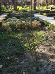 Callicarpa bodinieri