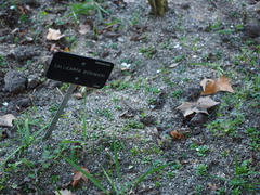Callicarpa bodinieri