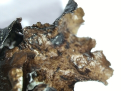 Tuckermanopsis platyphylla