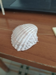 Acanthocardia aculeata