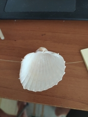 Acanthocardia aculeata