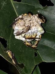 Polybioides raphigastra