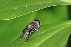 Phytomia