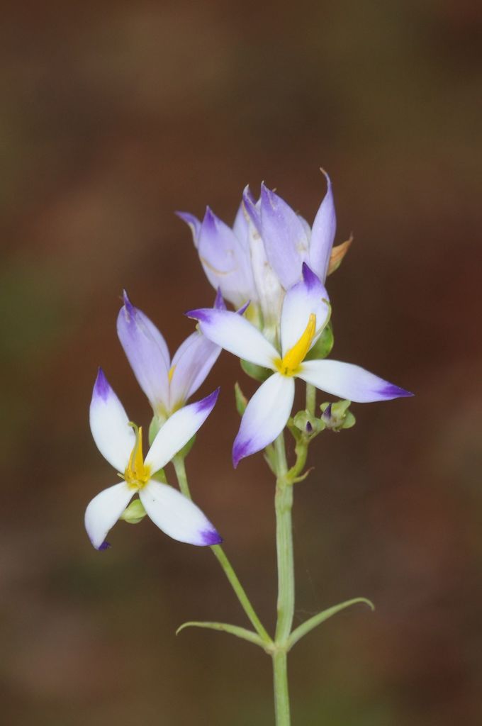 Bicolor Persian violet