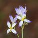 Bicolor Persian Violet - Photo (c) Yuwaraj Gurjar, some rights reserved (CC BY-NC), uploaded by Yuwaraj Gurjar