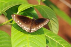 Euploea klugii