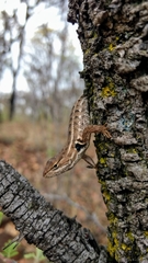 Sceloporus unicanthalis
