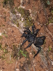 Liphistius malayanus