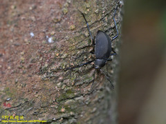 Plesiophthalmus formosanus