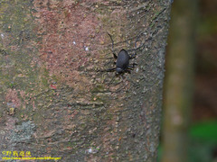 Plesiophthalmus formosanus