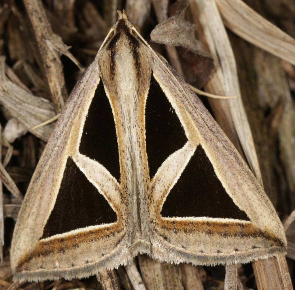 Fat Triangle