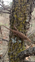 Sceloporus unicanthalis