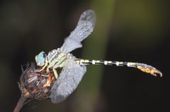 Paragomphus lineatus