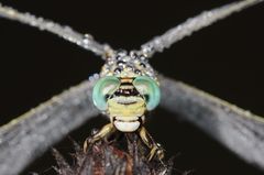 Paragomphus lineatus