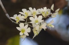 Dendrobium ovatum