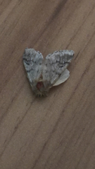 Thaumetopoea pityocampa