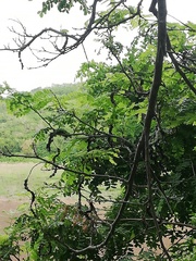 Piptadenia obliqua