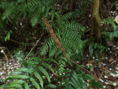 Erythrodes