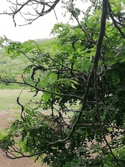 Piptadenia obliqua