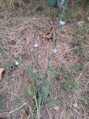Cichorium intybus