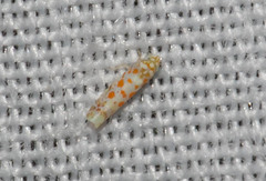 Dikrella maculata