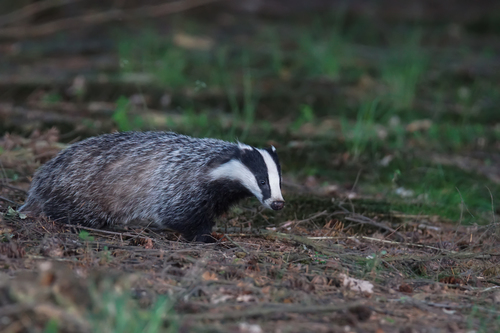 European Badger
