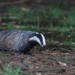 European Badger - Photo (c) janconl, some rights reserved (CC BY-NC-SA), uploaded by janconl