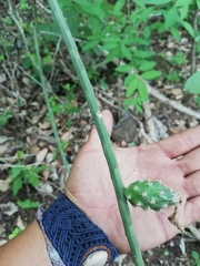 Acanthocereus fosterianus