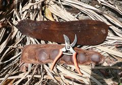 Gilbertiodendron splendidum