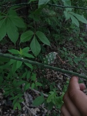 Acanthocereus fosterianus