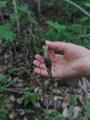 Acanthocereus fosterianus