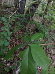 Acanthocereus fosterianus