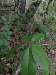 Acanthocereus fosterianus