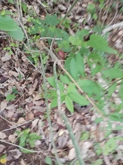 Acanthocereus fosterianus