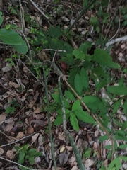 Acanthocereus fosterianus
