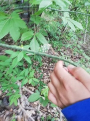 Acanthocereus fosterianus