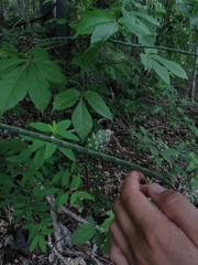 Acanthocereus fosterianus
