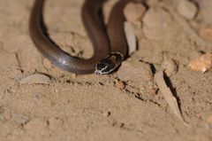 Sibynophis subpunctatus
