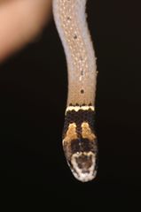 Sibynophis subpunctatus